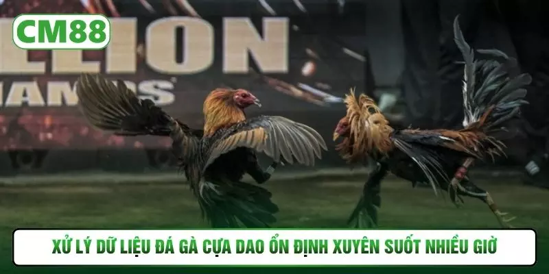 Xử lý dữ liệu đá gà cựa dao ổn định xuyên suốt nhiều giờ